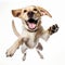 Funny Labrador Retriever Leaping With Joy On White Background