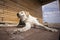 Funny Labrador Retriever puppy lies on wooden floor in open air. Puppy lying on terrace fisheye lens effect