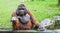 Funny large brown Sumatran Orangutan waiting food