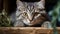 Funny large longhair gray tabby cute kitten with beautiful big eyes. generative ai
