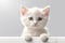 Funny large longhair white kitten with beautiful big blue eyes on white background