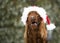 Funny laughing Christmas dog