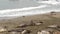 Funny lazy elephant seals on sandy pacific ocean beach in San Simeon, California, USA. Awkward fat mirounga earless sea
