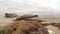 Funny lazy elephant seals on sandy pacific ocean beach in San Simeon, California, USA. Awkward fat mirounga earless sea