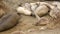 Funny lazy elephant seals on sandy pacific ocean beach in San Simeon, California, USA. Awkward fat mirounga earless sea