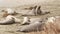 Funny lazy elephant seals on sandy pacific ocean beach in San Simeon, California, USA. Awkward fat mirounga earless sea