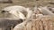 Funny lazy elephant seals on sandy pacific ocean beach in San Simeon, California, USA. Awkward fat mirounga earless sea