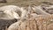 Funny lazy elephant seals on sandy pacific ocean beach in San Simeon, California, USA. Awkward fat mirounga earless sea lions with