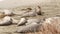 Funny lazy elephant seals on sandy pacific ocean beach in San Simeon, California, USA. Awkward fat mirounga earless sea lions with