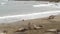 Funny lazy elephant seals on sandy pacific ocean beach in San Simeon, California, USA. Awkward fat mirounga earless sea lions with