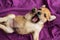 Funny lazy puppy yawning on a purple fabric