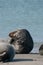 Funny lazy seals on the sandy beach of Dune, Germany. Clumsy fat sea lion with his head up