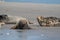 Funny lazy seals on the sandy beach of Dune, Germany. Clumsy fat sea lion and seals without ears