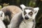 Funny lemur gazes into the distance, as if he saw something interesting, against a blurred background of other animals