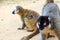 Funny lemurs madagascar