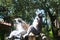 Funny lemurs playing with visitors in zoo de la palmyre in France