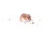 Funny light brown dwarf hamster on a white background dwarf hamster eats, hamster on a white background