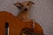 Funny light brown Italian Greyhound breed dog posing with a guitar