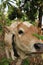 A funny light brown white beef calf very curious wants to play with the camera