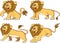 Funny lion collection