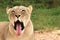 Funny lioness yawning with her tongue out with the grassy field in the background