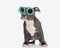 funny little american bully dog with flowers sunglasses looking away