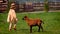 Funny little baby girl with goatling having fun, walking on summer field at countryside animal farm