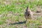 Funny little bird, Crested lark on ground Galerida cristata Wildlife Close up