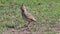 Funny little bird, Crested lark on ground Galerida cristata Wildlife Close up