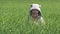 Funny little boy with mouse costume play in green wheat field