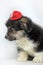 Funny little corgi puppy on a white background