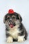Funny little corgi puppy on a white background