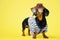 Funny little dachshund wearing stripped vest, sunglasses and brown hat standing on bright yellow illuminating background