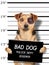 Funny little dog black eye  mugshot holding placard for identification at police station