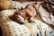 Funny little dog, the dachshund is sleeping sweetly