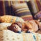 Funny little dog, the dachshund is sleeping sweetly