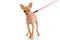 Funny little dog with pink leash