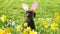 Funny little dog poodle wearing Easter bunny ears