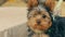 Funny little dog terrier dog slow motion video