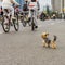 Funny little dog watching on Mass bicycle ride in city, marathon. Sport, fitness and healthy lifestyle concept. For