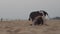 Funny little dogs playing on sandy beach by ocean slow motion copy text space. Black and white puppies gnaw stick having