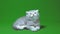 Funny little gray fold scottish kitten kitty playing on a green screen background.