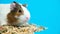A funny little guinea pig sits near the feed and moves its nose and mustache on a blue background.