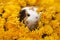 Funny little guinea pig sitting in yellow flowers outdoors