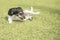 Funny little Jack Russell Terrier dog fell over while playing in the green. It looks funny