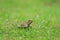 Funny little lizard crawl and hunt in the green meadow of lush