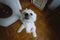 Funny little Maltese lapdog stands on its hind legs