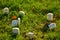 Funny little miniature graves in a grass field