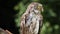 Funny little owl in natural forest habitat