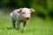 Funny  little ping piglet on spring green grass